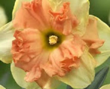 Нарцис (Narcissus) Vanilla Peach